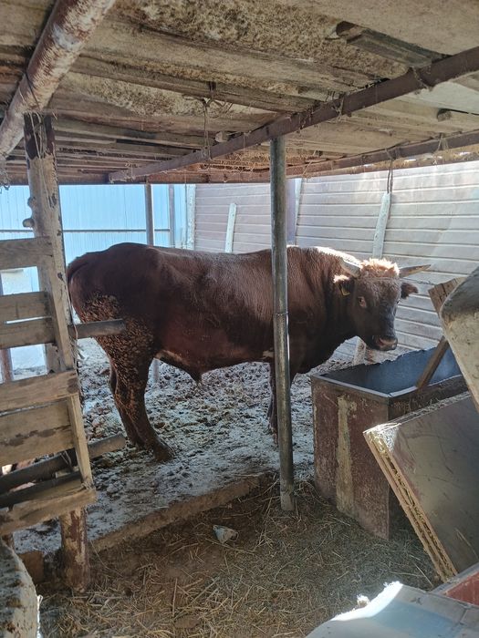 Семіз бұқалар сатылады.