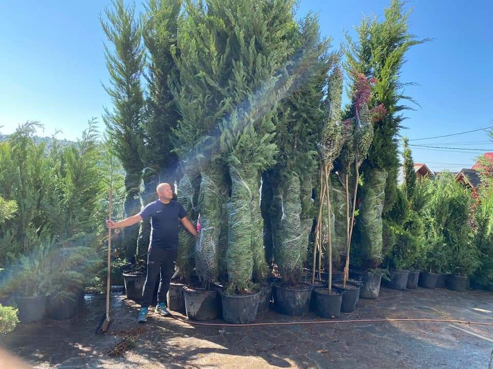 Tuia mesteacăn tei salcie prunus criptomenia Danica