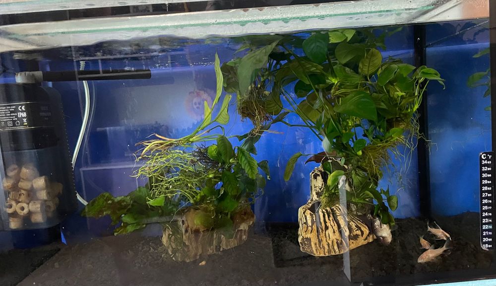 Стъклен аквариум 100 литра с подарък оборудване
