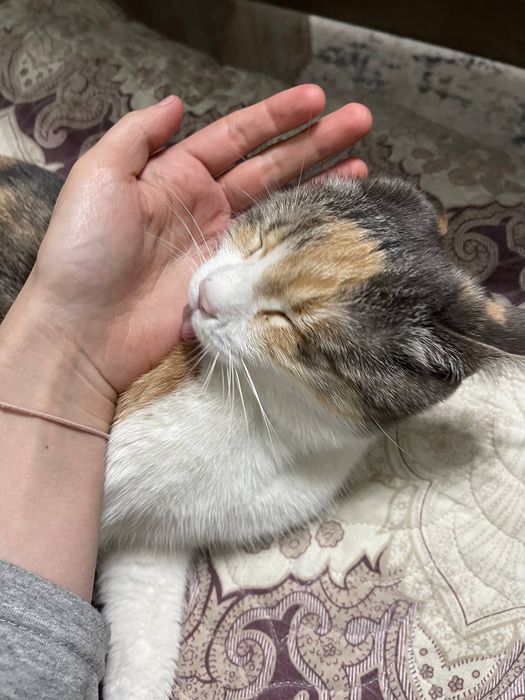 Кошечка бесплатно даром