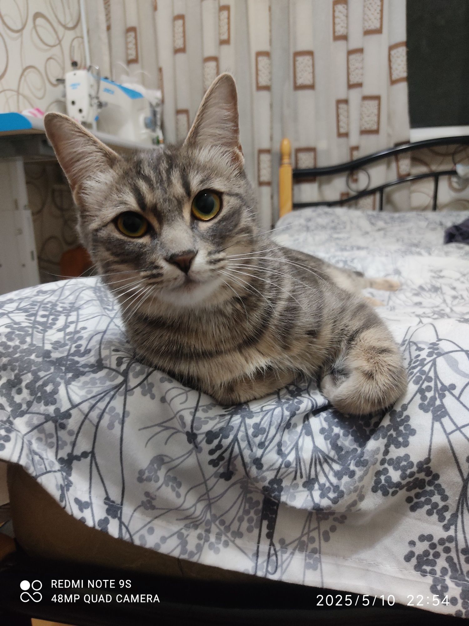 Отдам даром кошку