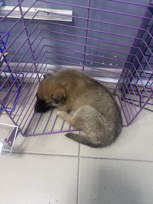 Отдам щенка мальчика в хоршие руки