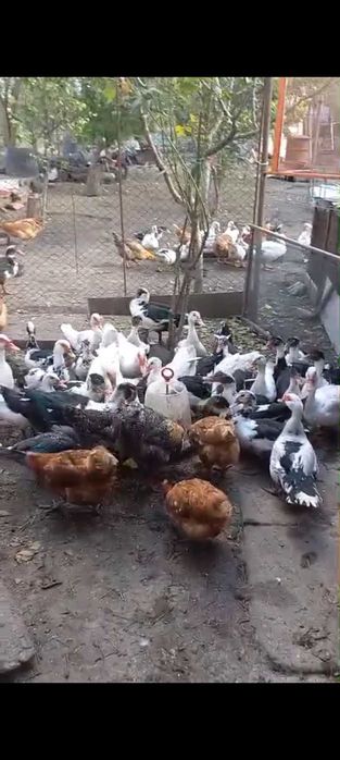 Rate lesesti de vanzare