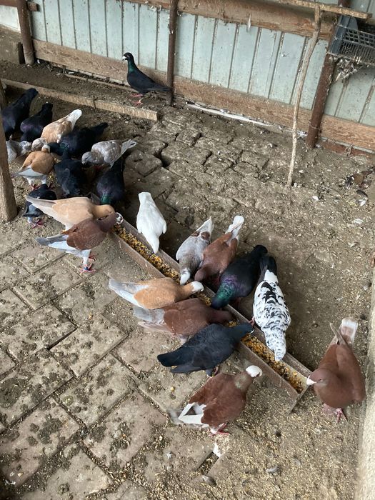 Porumbei germani de vânzare