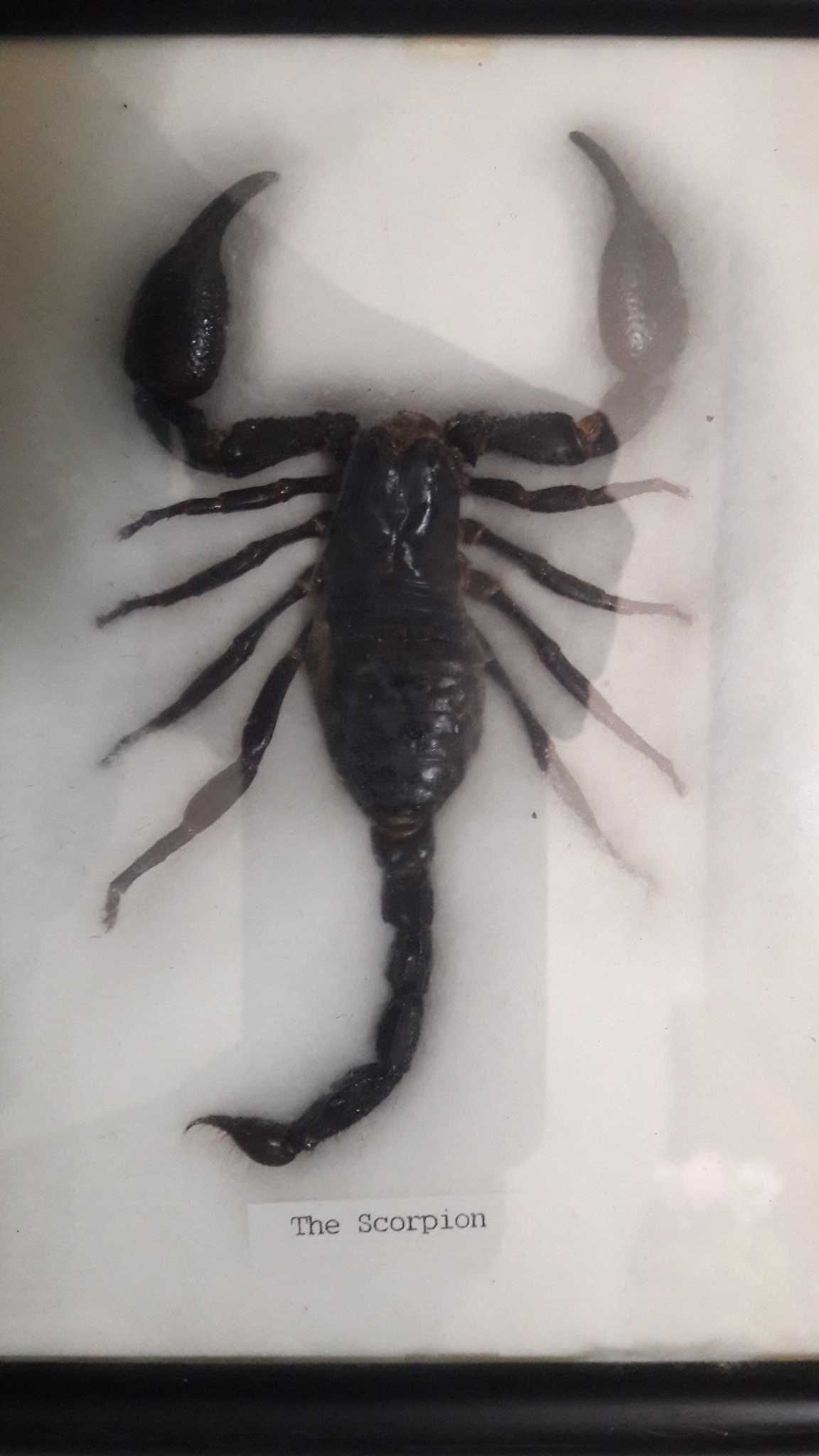 Большой Королевский черный Скорпион в рамке. Оформление