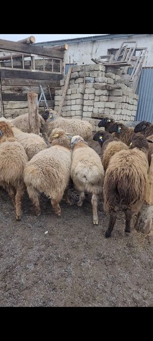 Продаём баран, кой сатамыз.