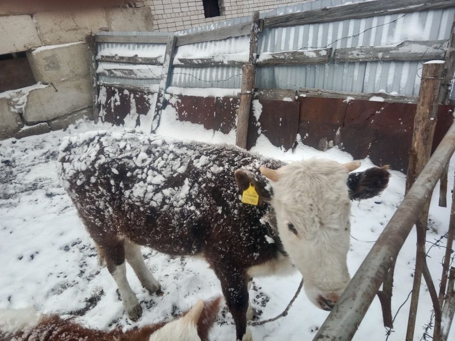 Продам Корову с бычком Сиыр