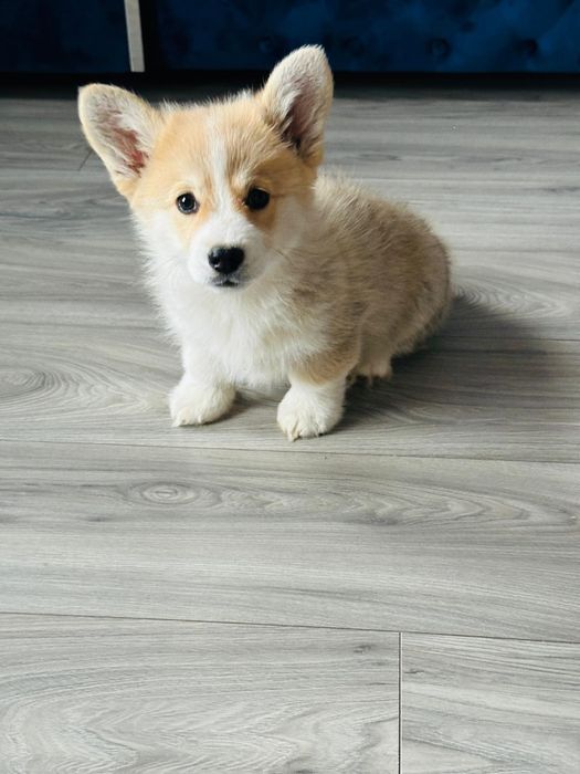 Welsh corgi pembroke