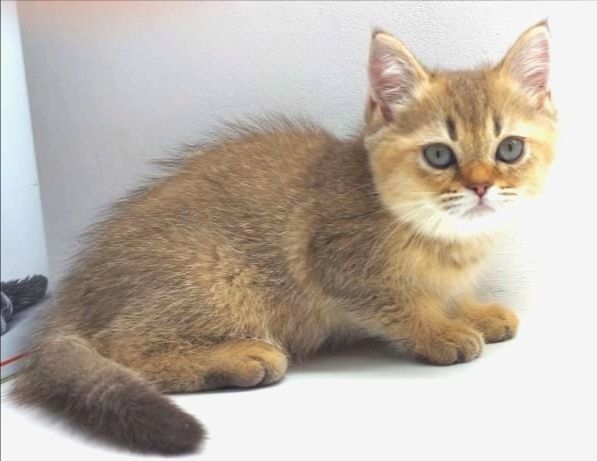 Девчули и пареньки британские