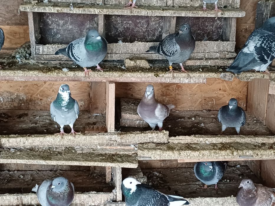 Vand porumbei voiajori