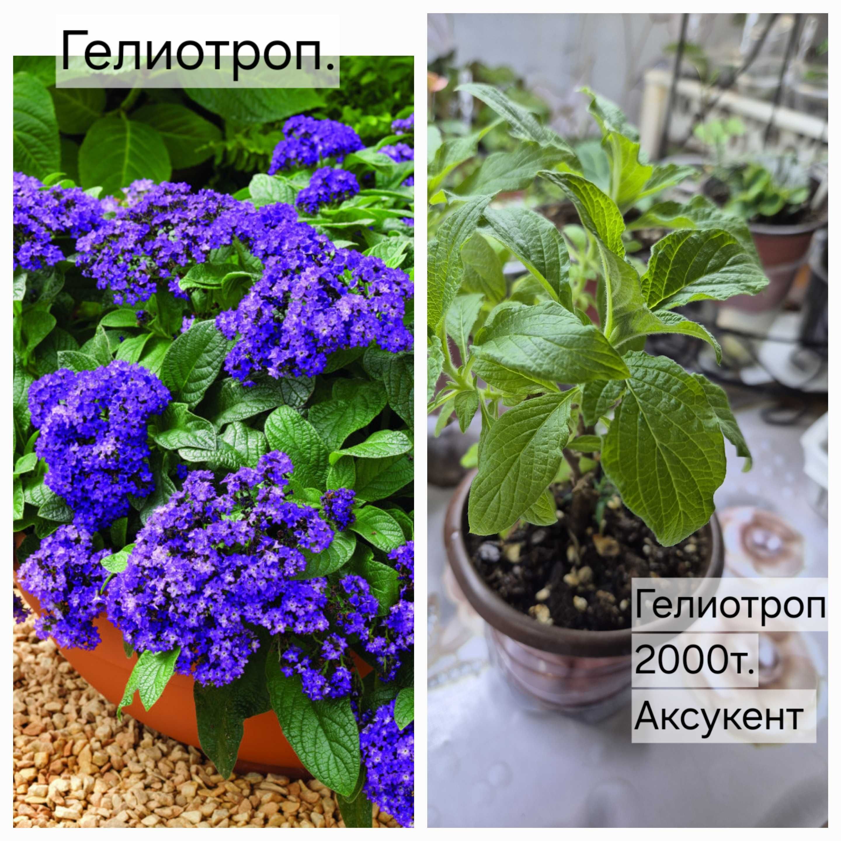 Стрептокарпусы   и другие цветы.