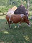 Vaca de vânzare gestantă