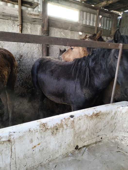 Лошади с откорма