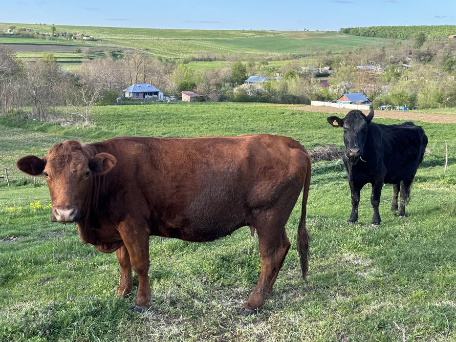 Vand 2 vaci angus ‼️ schimb cu viței de 3 luni