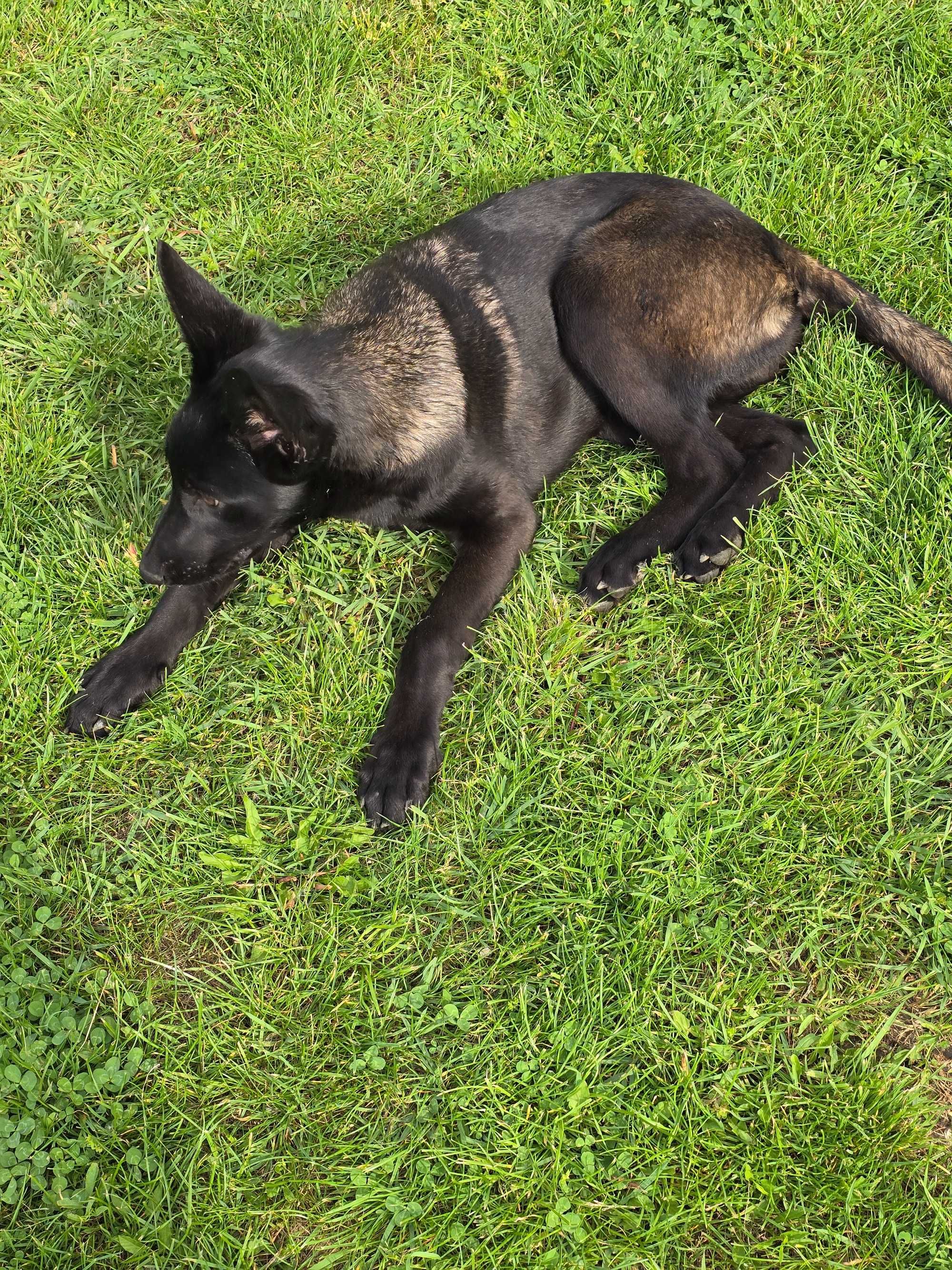 Ciobănesc Belgian Malinois