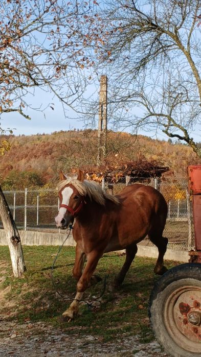 Vând mânz de un an și 6 luni