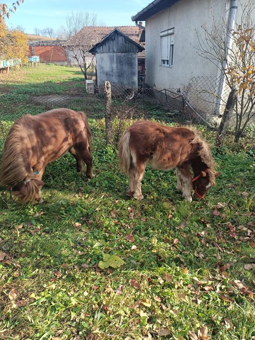 Vând poneită cu vârsta de 8 luni