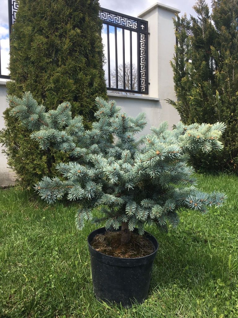 Tuia smarald 80 120 cm și alte plante ornamentale aclimatizate