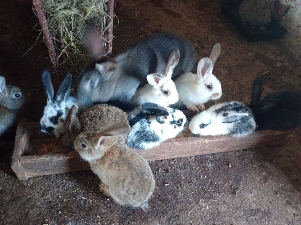 Vând puii de iepuri