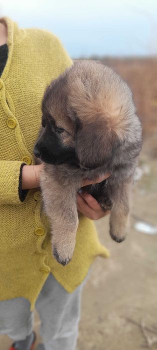 Ciobanesc de bucovina fara adoptie