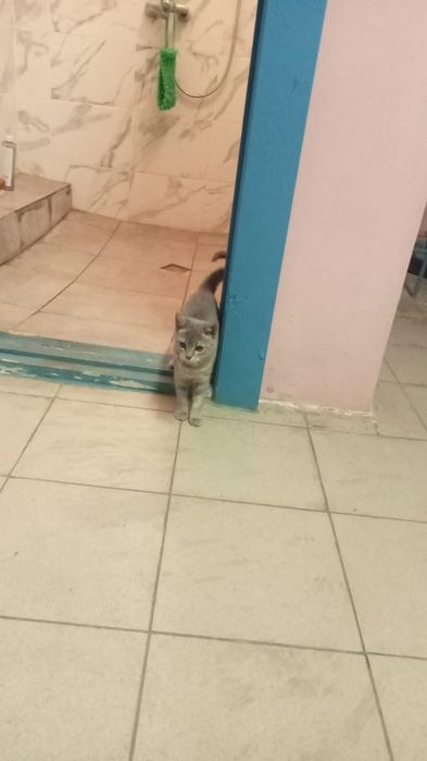 Отдам котёнка :)