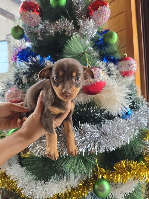 Мини чиху пинчери