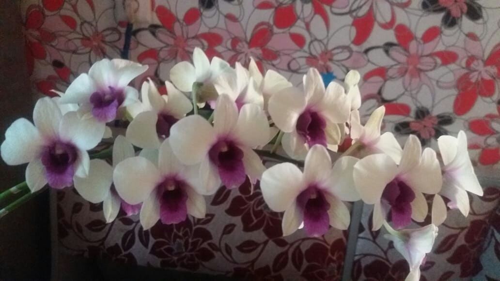 Орхидеи продажа цветов ( детки)