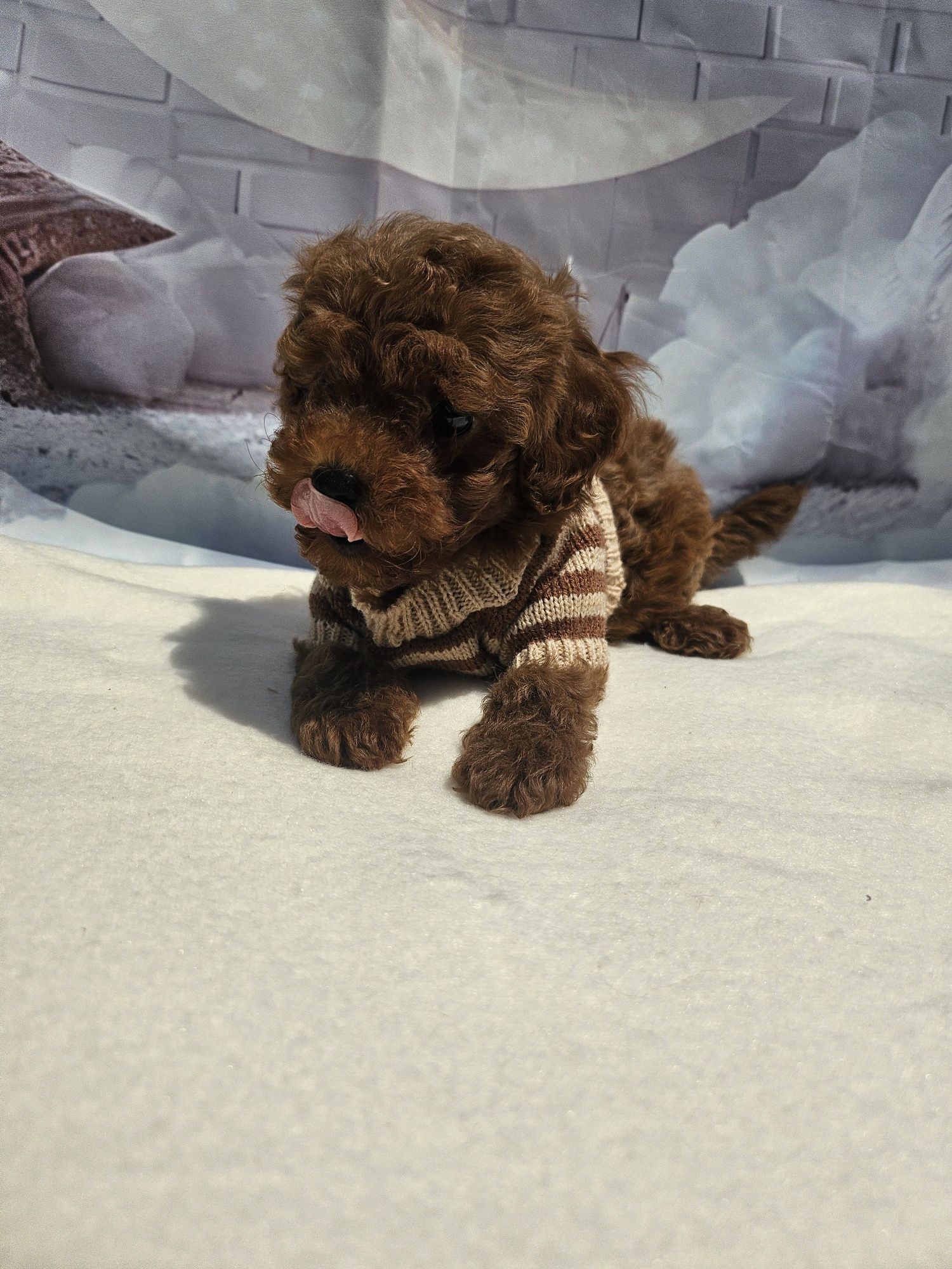 Резервирано !Пудел той момче /100%Toy poodle родословие