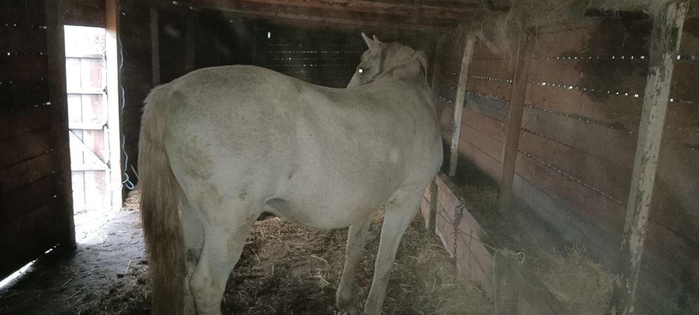 Vând cal în vârstă de 8 ani