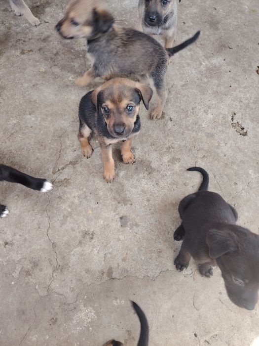 Adopție căței talie mica