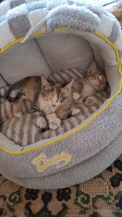 Милые котята,отдам даром в хорошие руки.