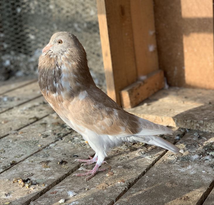 Gusat horseman Mascul