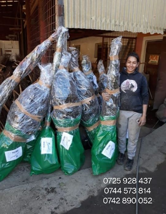 Nuci Chandler/kaki/.Rodiu.Visin.Paulownia.Tei.Prum.Mat.si Columnar Mar