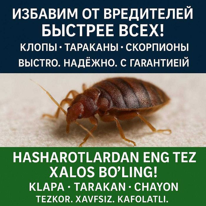 Дезинфекция  Дизенфекция Дизинфекция Дезенфекция Уничтожение клопов