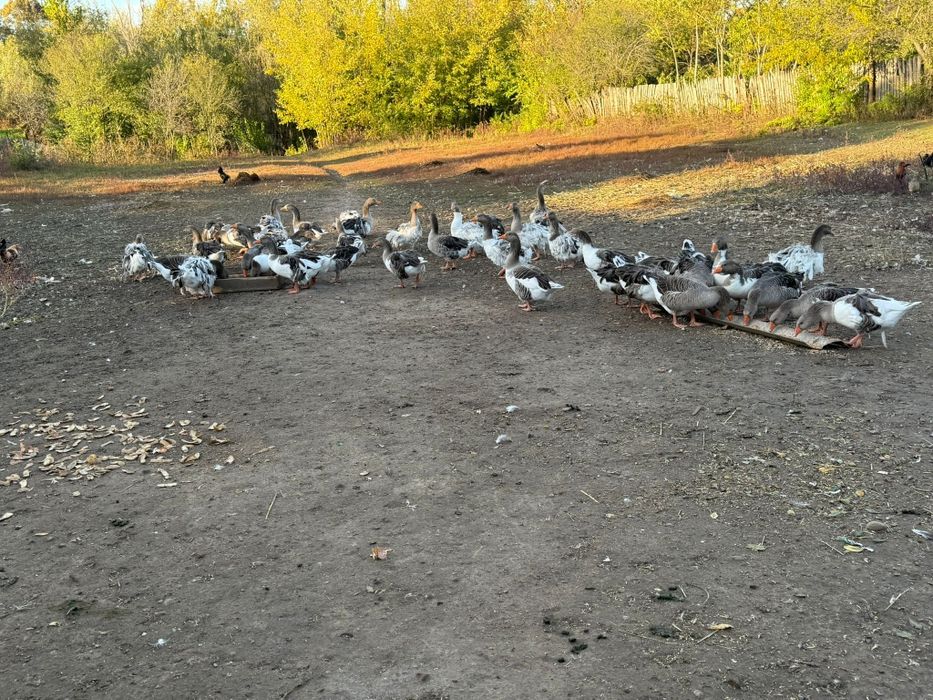 Gaste de vânzare, de anul acesta