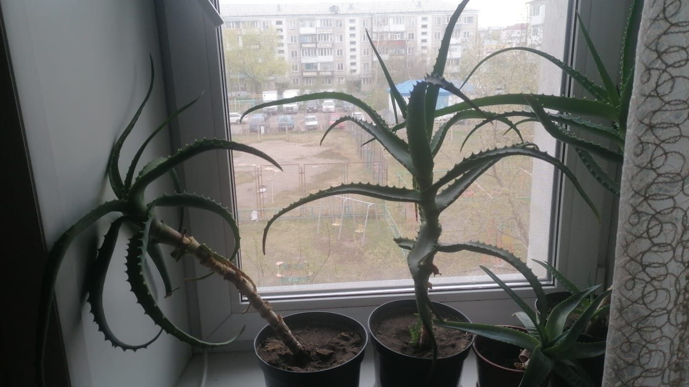 Продам рассаду..