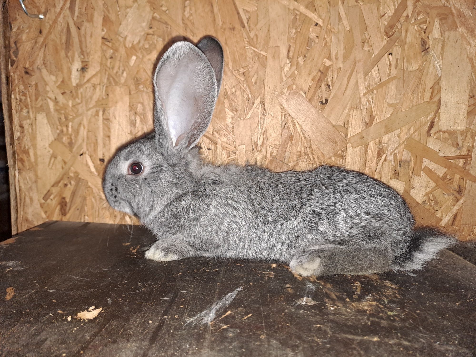 Puiet Urias german chinchilla