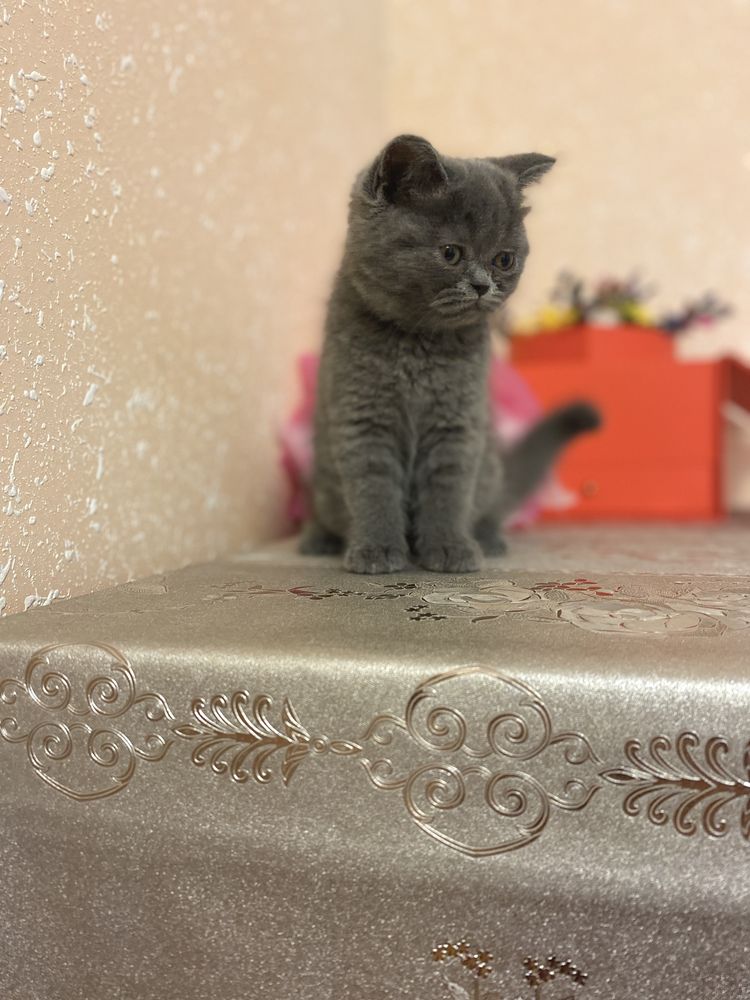 страйт мушукчалар