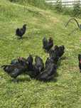 Cocosi australorp