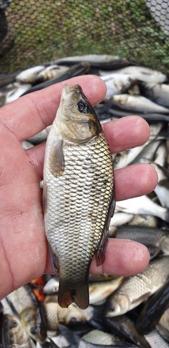 Crap pentru populat .