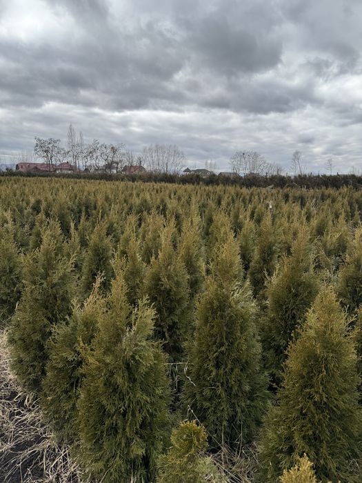 Tuia smarald 120-140 cm