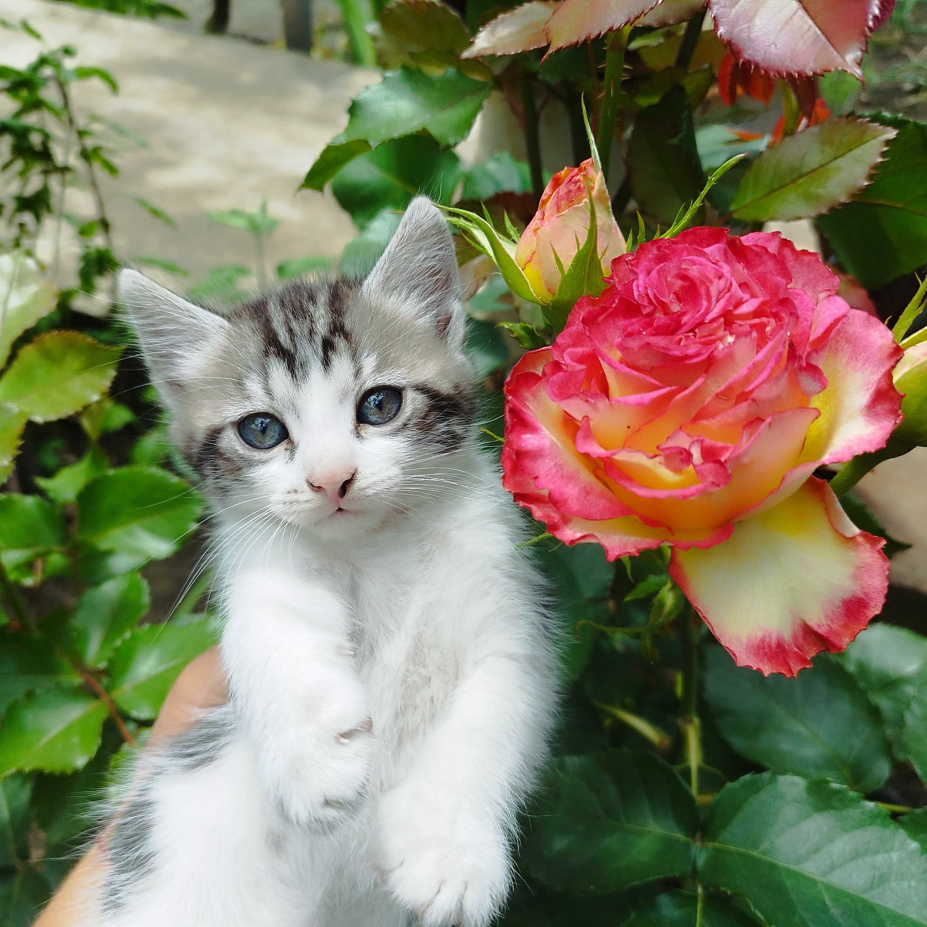 Котенца - две котенца се подаряват
