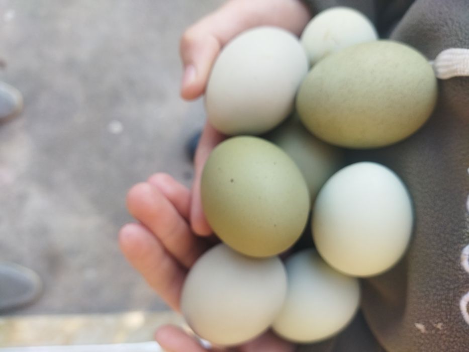 Ухейлюй ( Uheyli) бир оила сотилади.