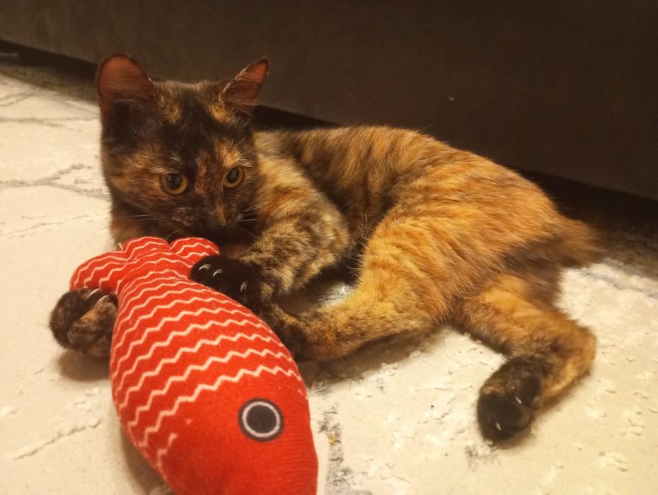 Ласковый котенок отдаётся в добрые руки