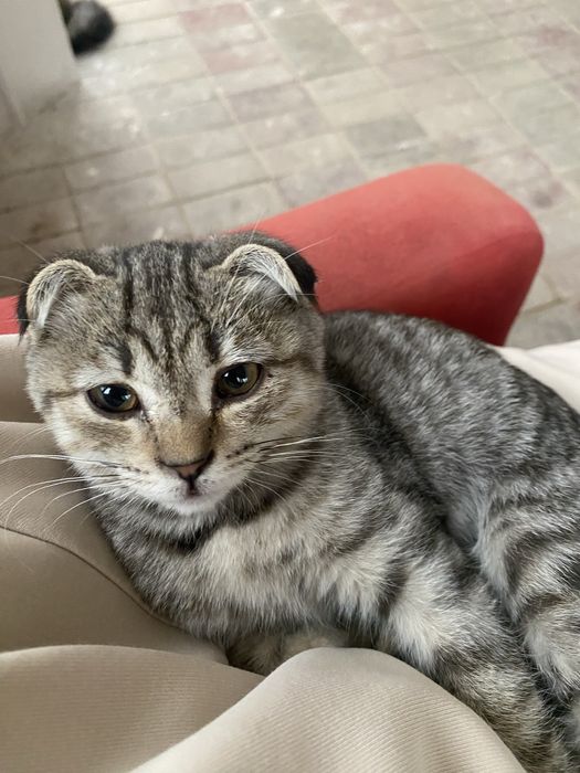 Шотсландскояя веслаухая кошка (котенок)