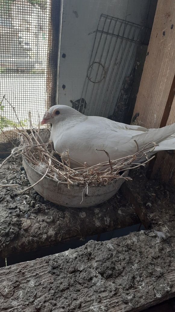 Vând pui porumbei albi voiajori Galati