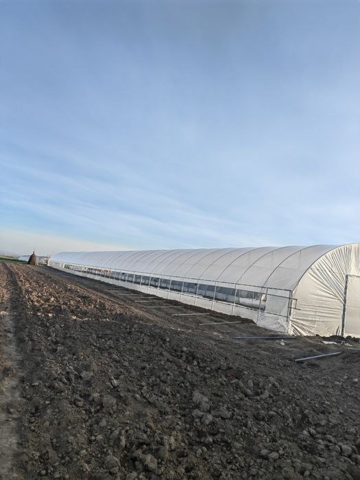 Sere solarii legume flori