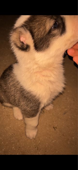 Алабаи күшік сатылады