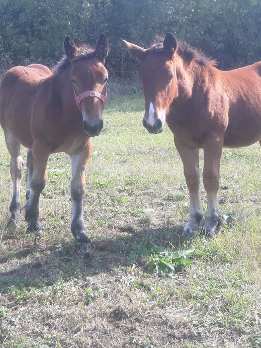 Vând doi mânji de 7 luni sau schimb cu vitei intarcati sau oi