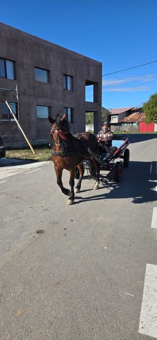 Vând cal cu caruta
